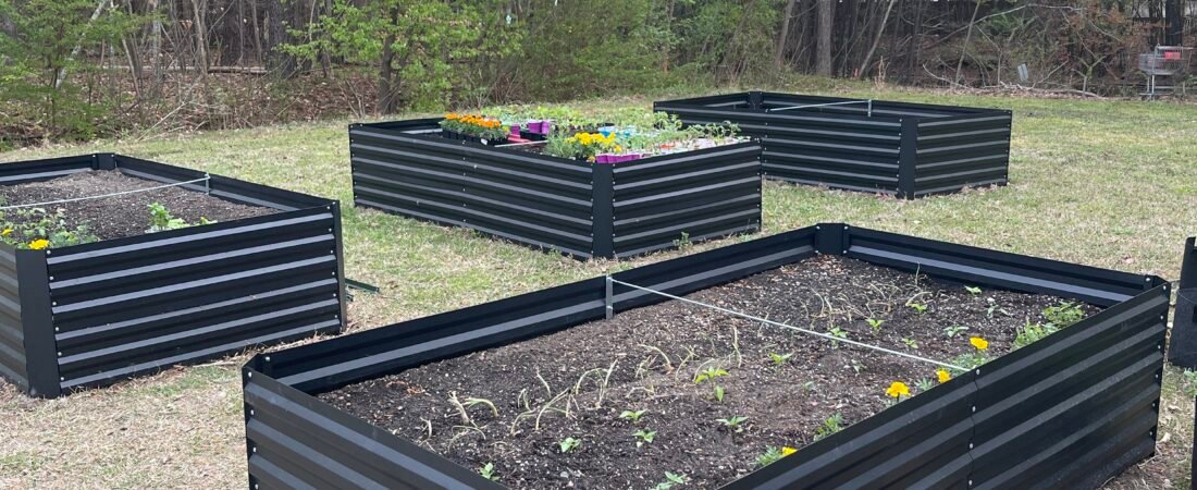 What to Do in Your Garden in January (Even When Nothing Is Growing)